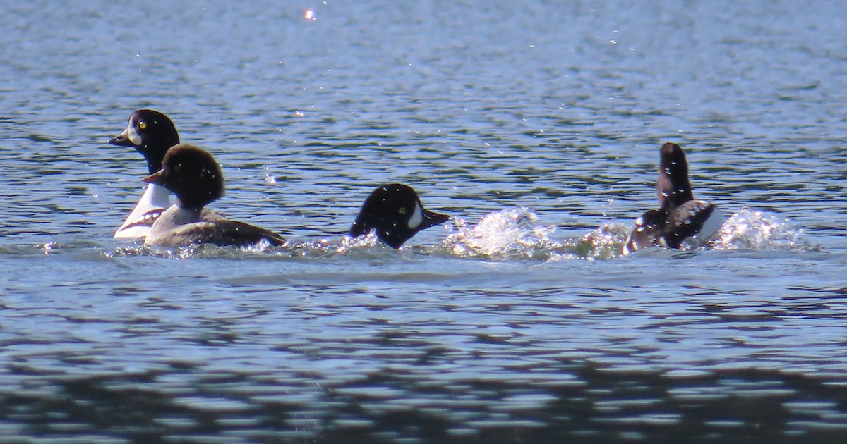 Barrow's Goldeneye - ML645633638