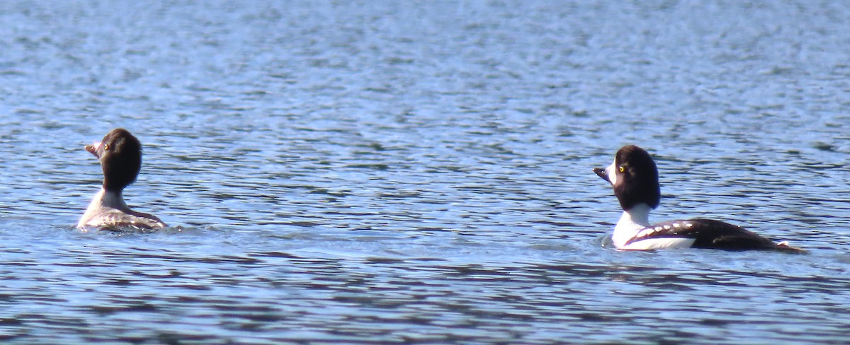 Barrow's Goldeneye - ML645633639