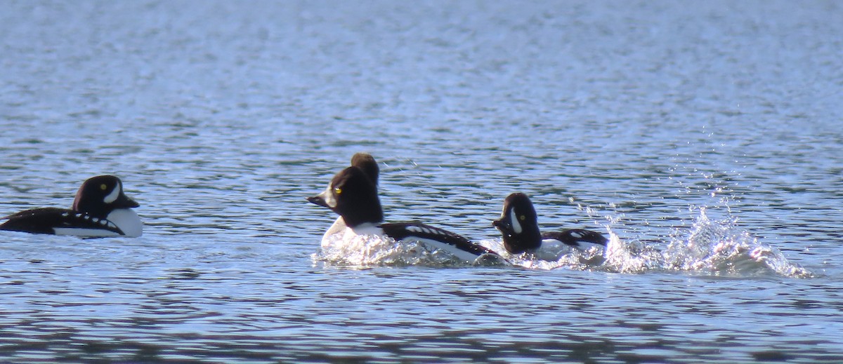 Barrow's Goldeneye - ML645633640