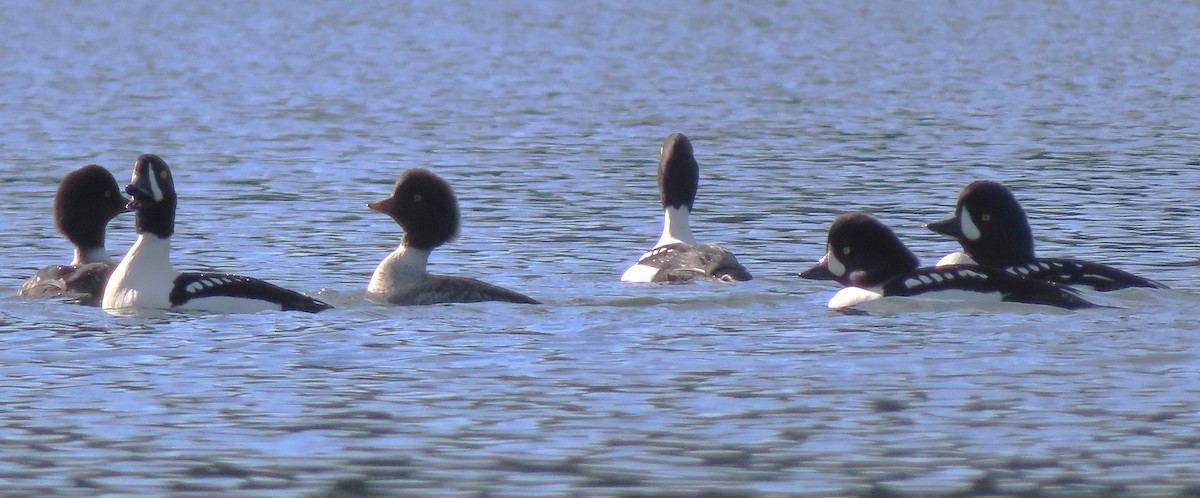 Barrow's Goldeneye - ML645633641