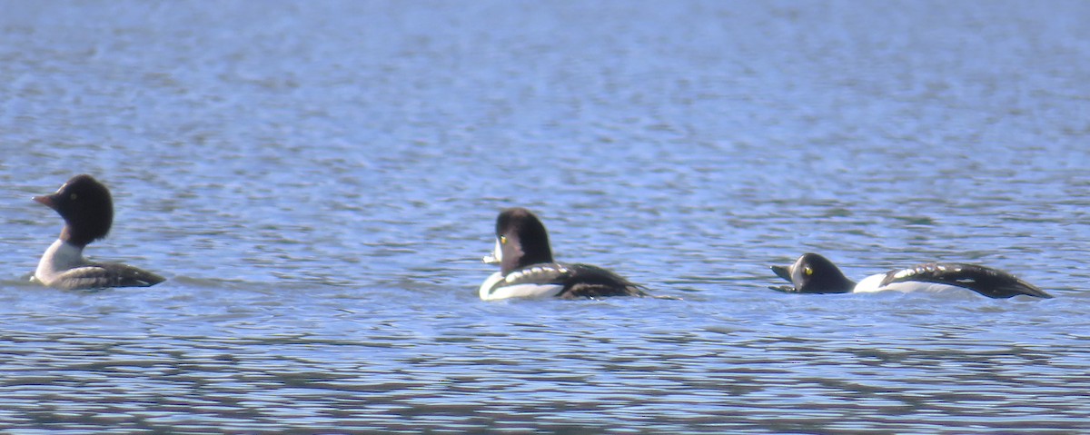 Barrow's Goldeneye - ML645633642