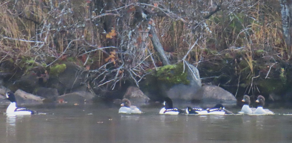 Barrow's Goldeneye - ML645633643