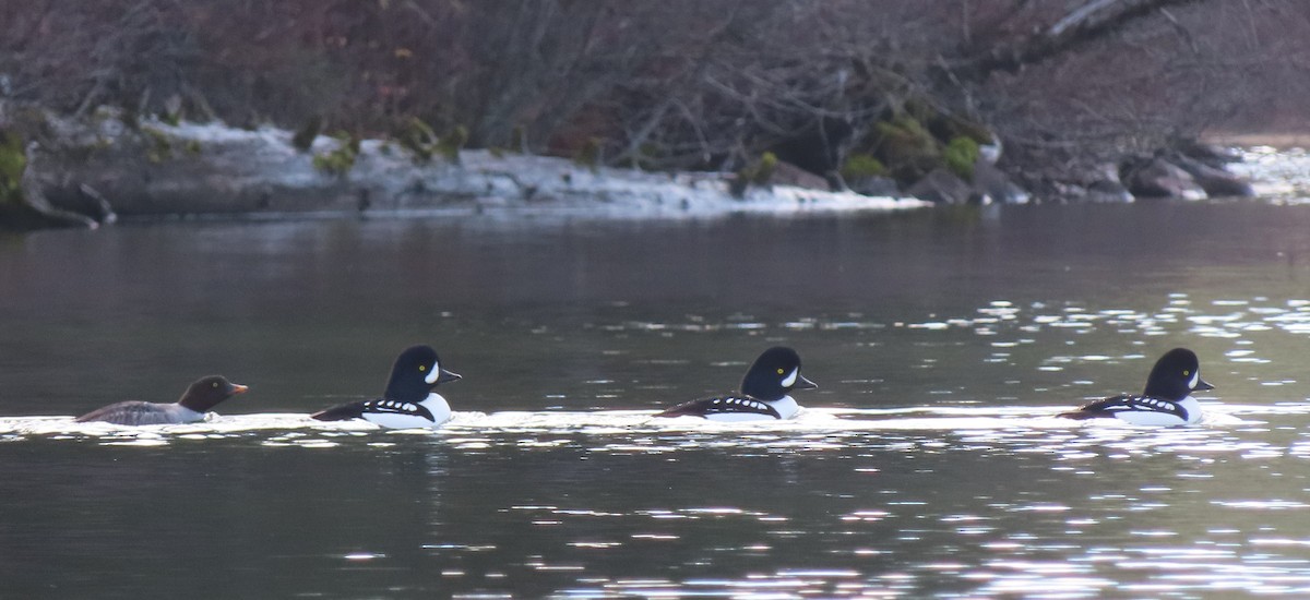 Barrow's Goldeneye - ML645633644
