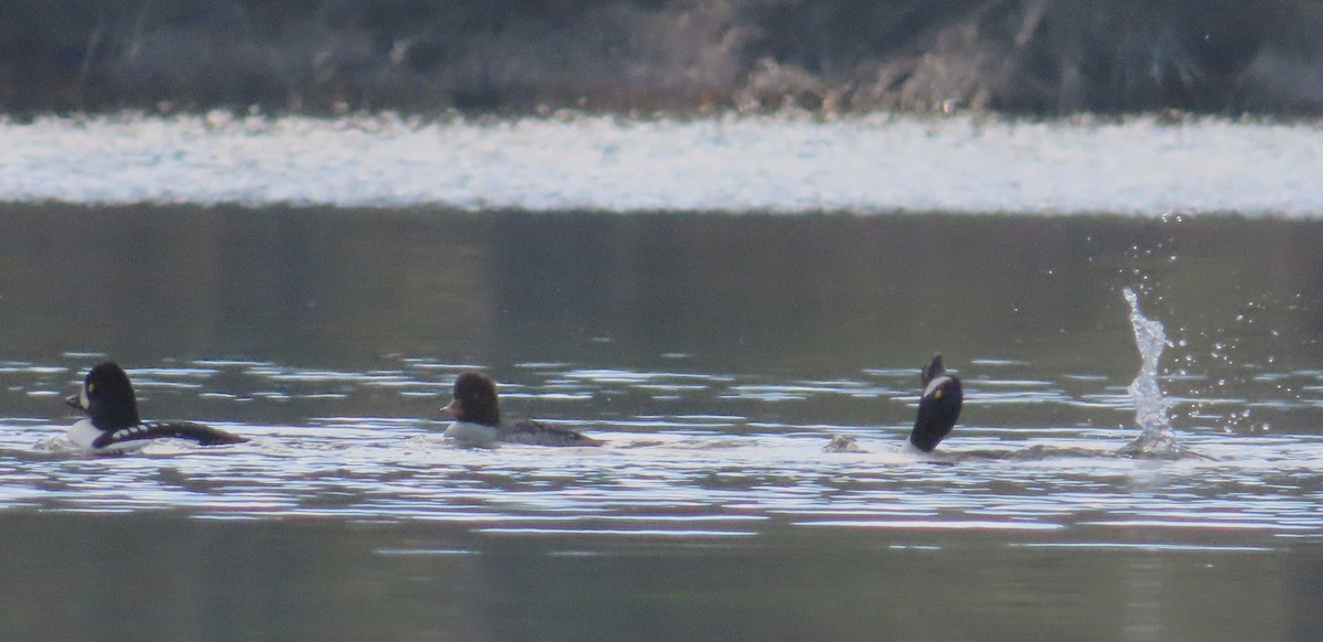Barrow's Goldeneye - ML645633645