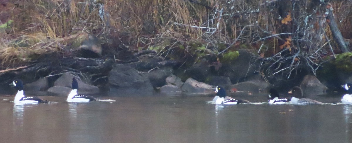 Barrow's Goldeneye - ML645633646