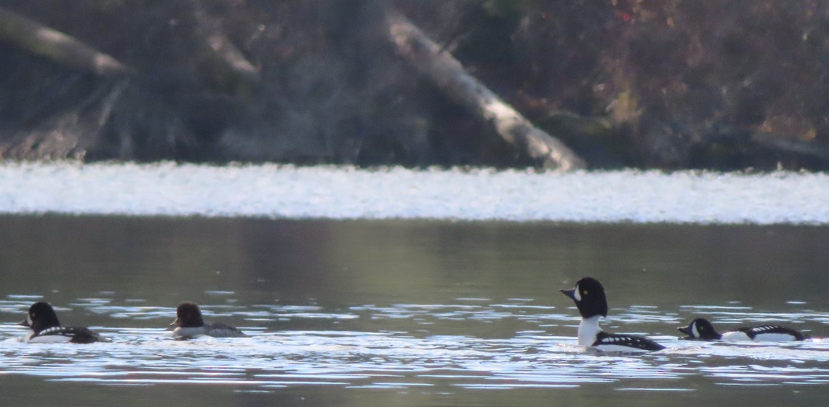 Barrow's Goldeneye - ML645633647