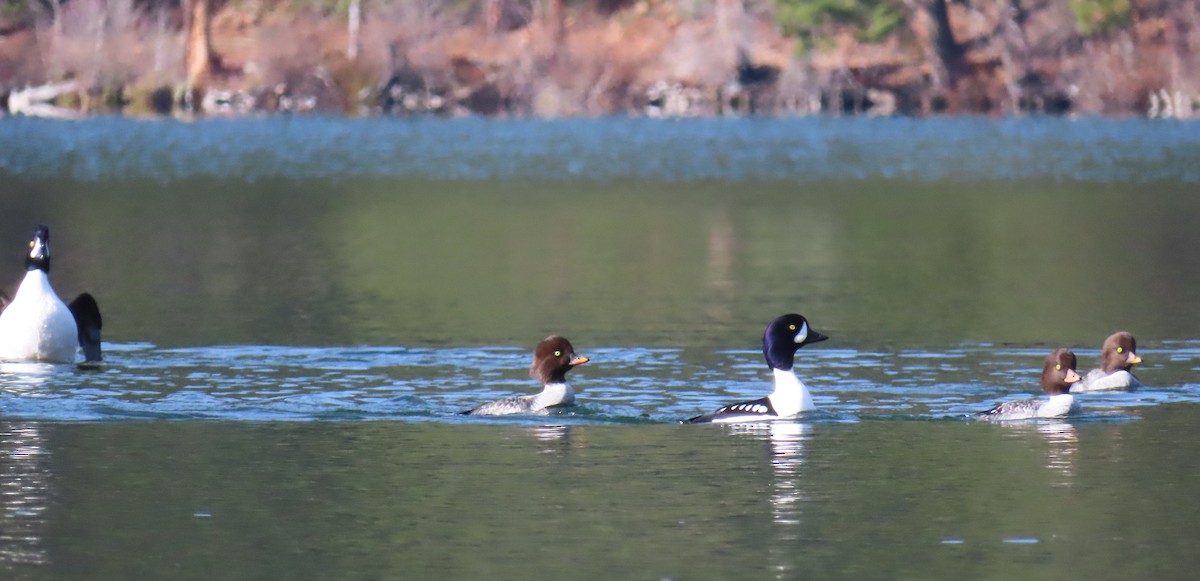 Barrow's Goldeneye - ML645633648