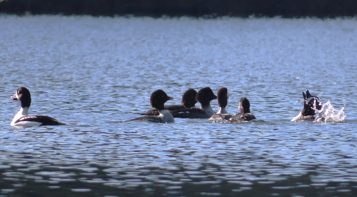 Barrow's Goldeneye - ML645633650