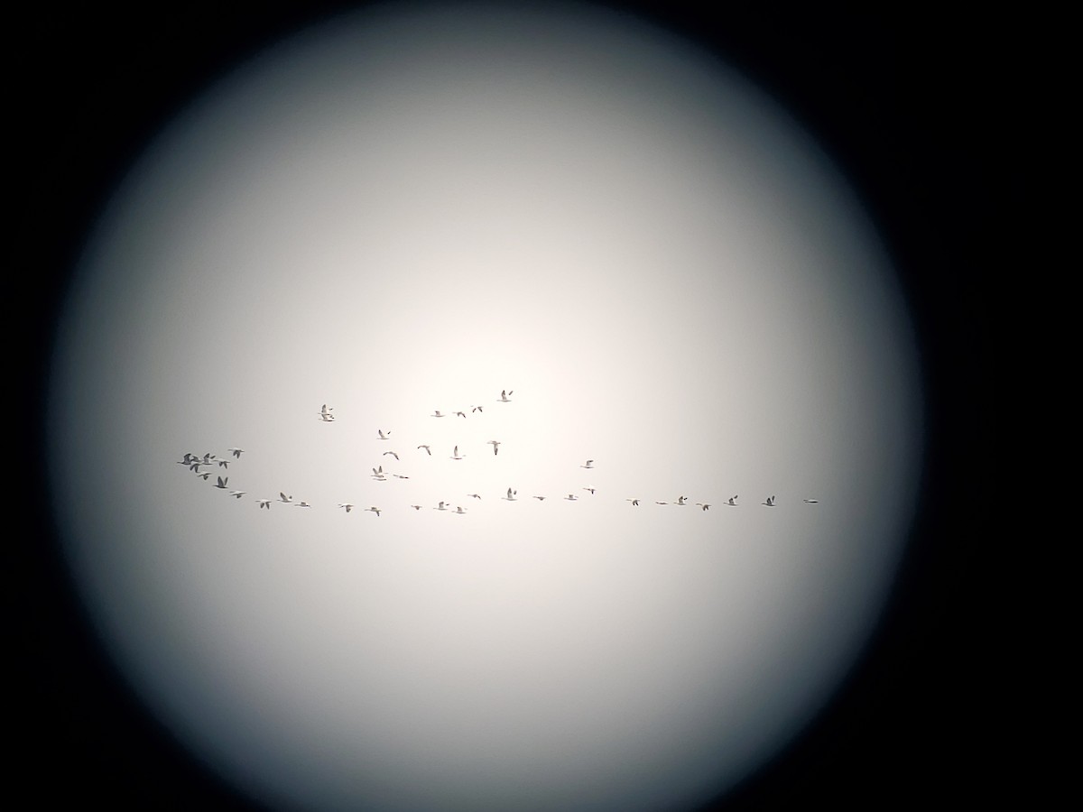 Snow Goose - ML645633652