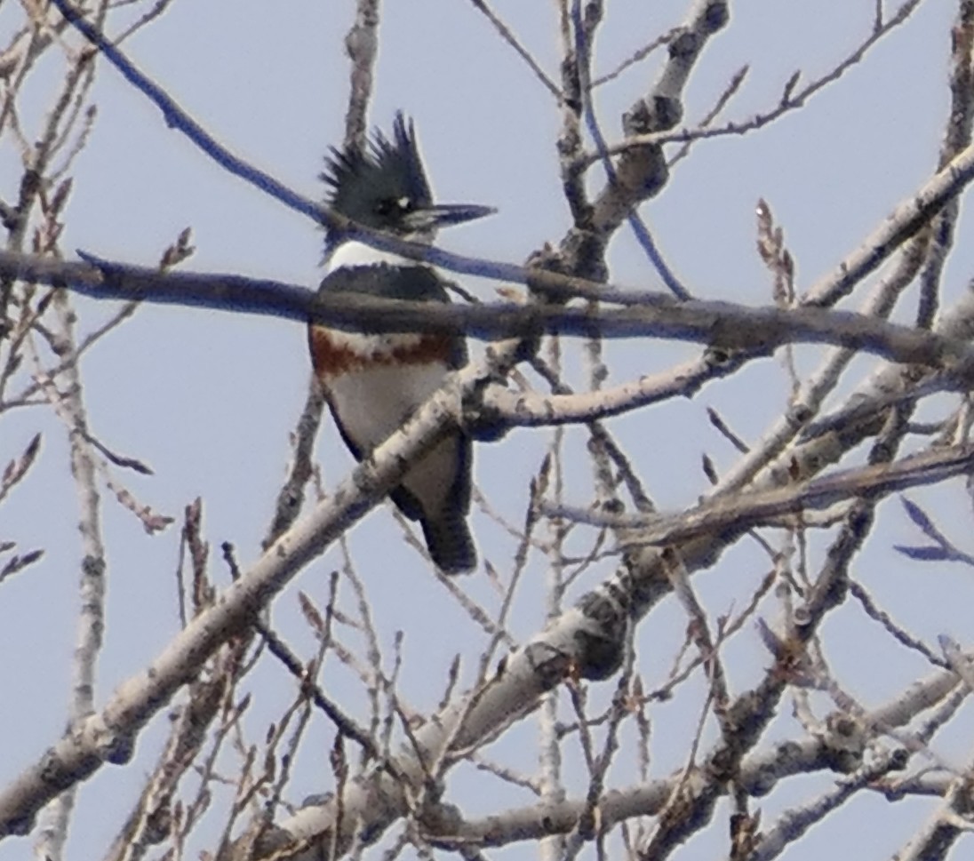 Belted Kingfisher - ML645633657