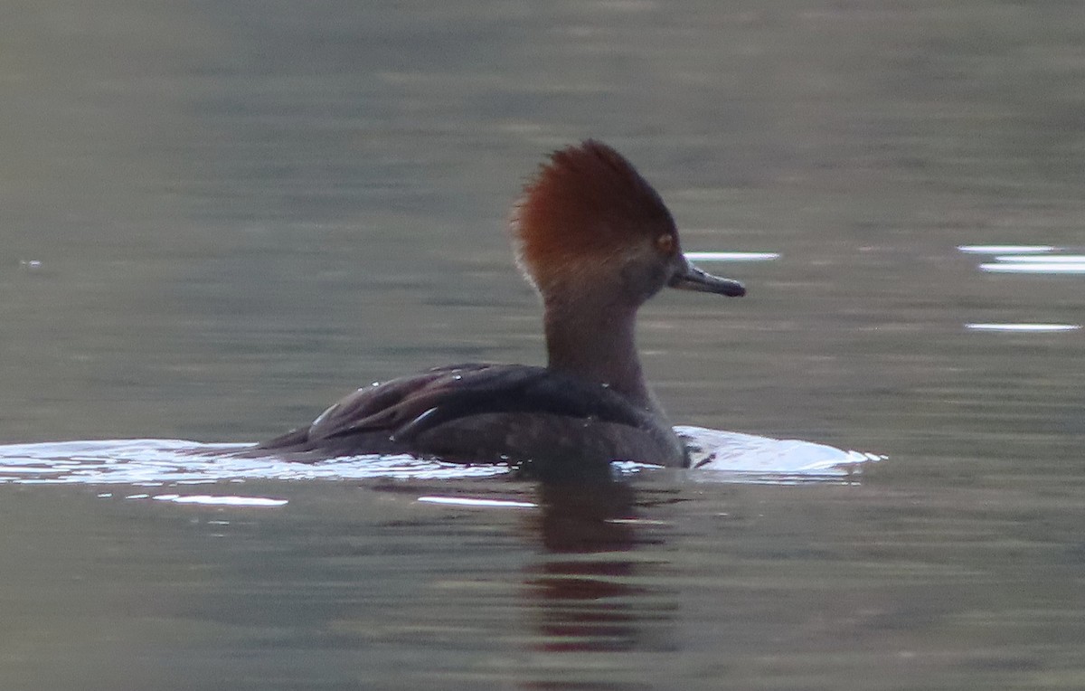 Hooded Merganser - ML645633659