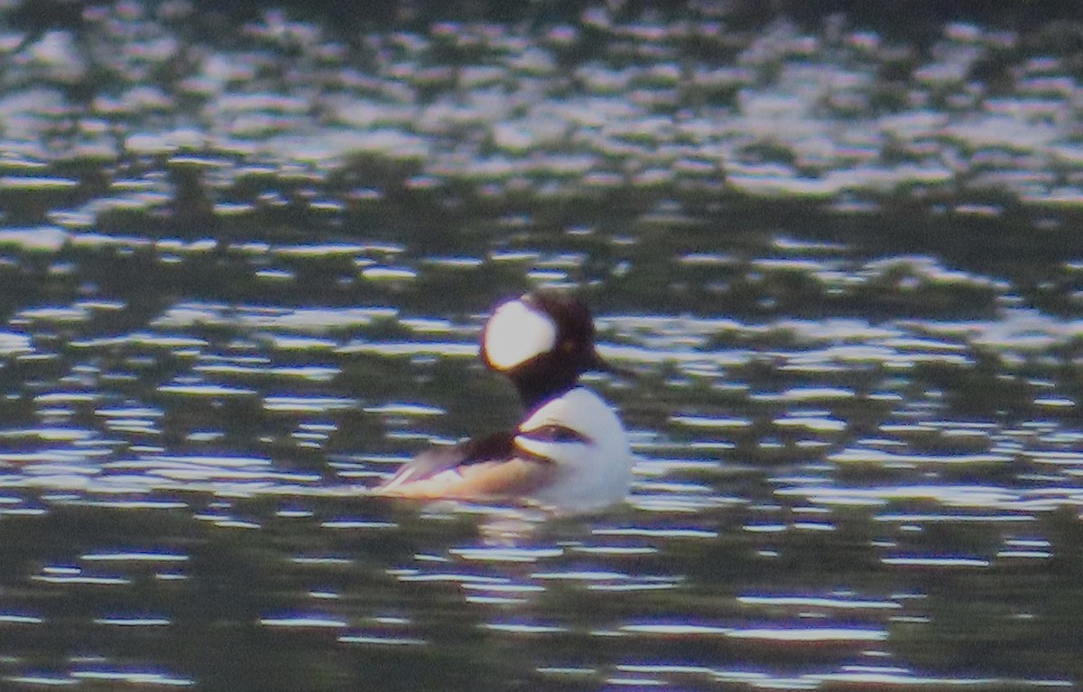 Hooded Merganser - ML645633660