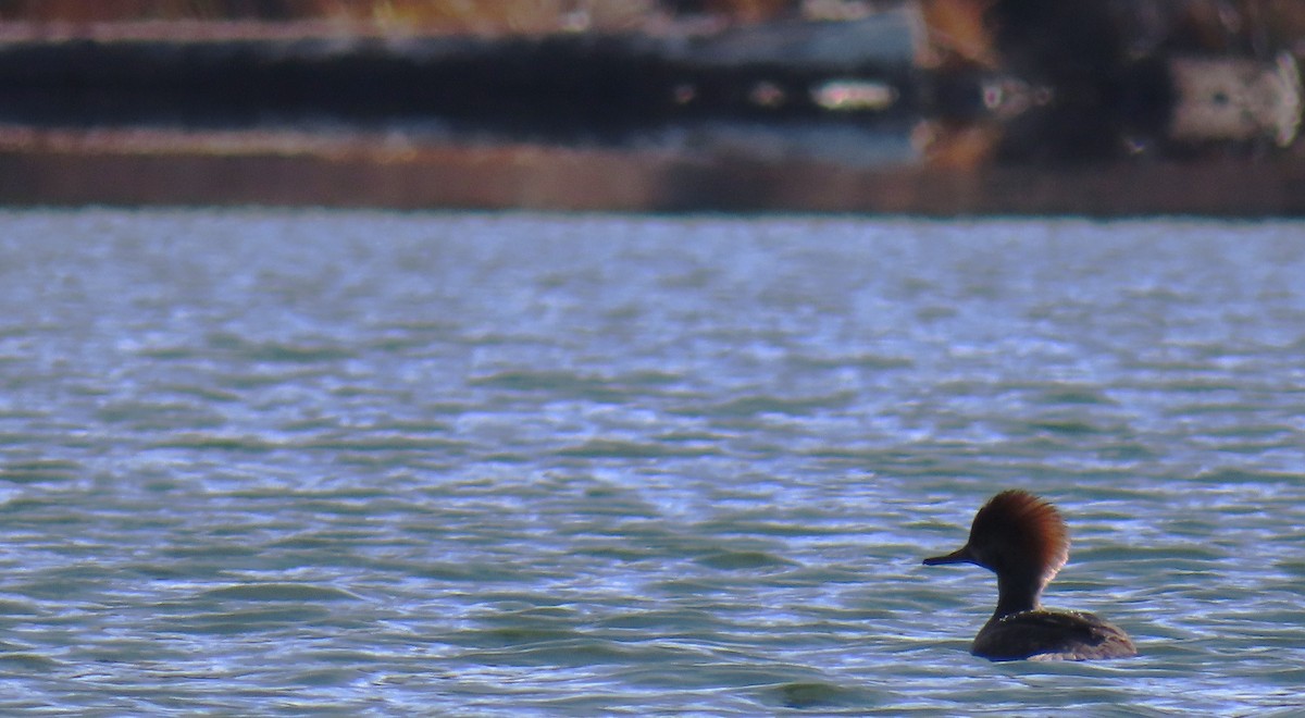 Hooded Merganser - ML645633662