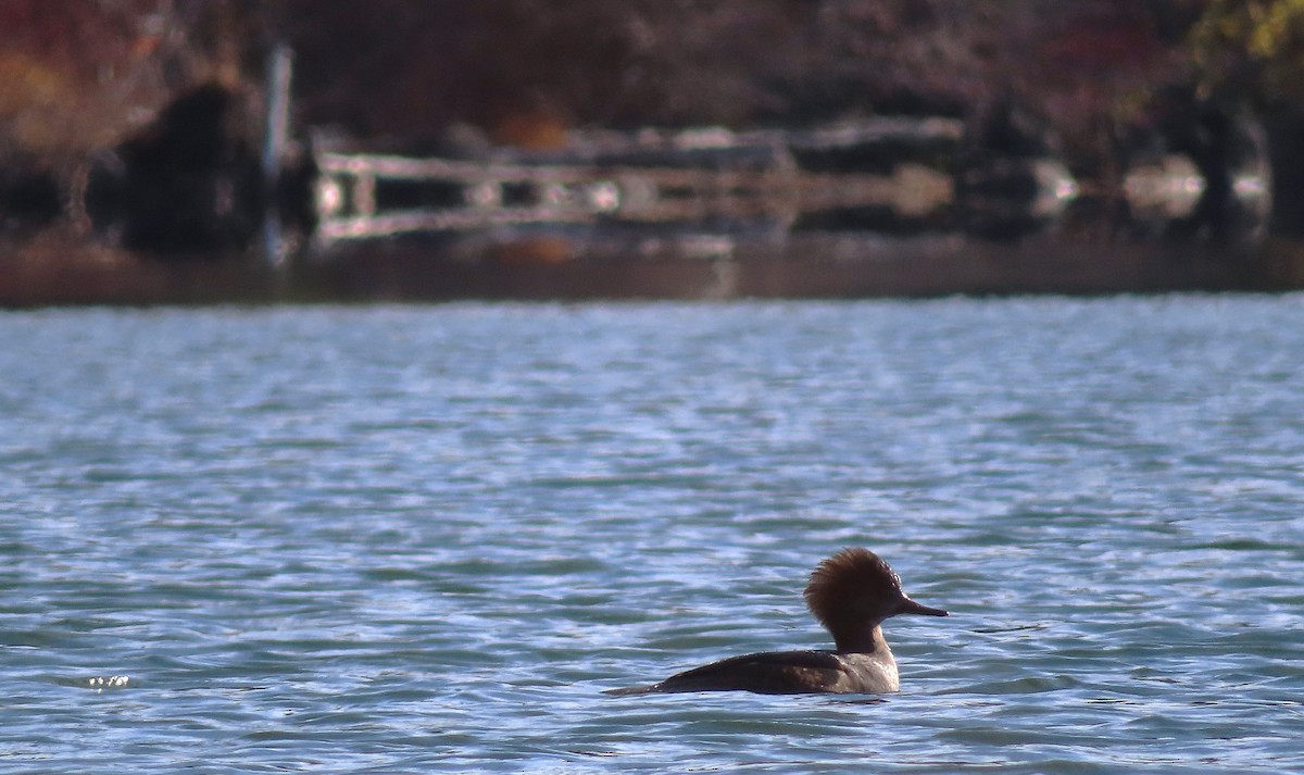 Hooded Merganser - ML645633663