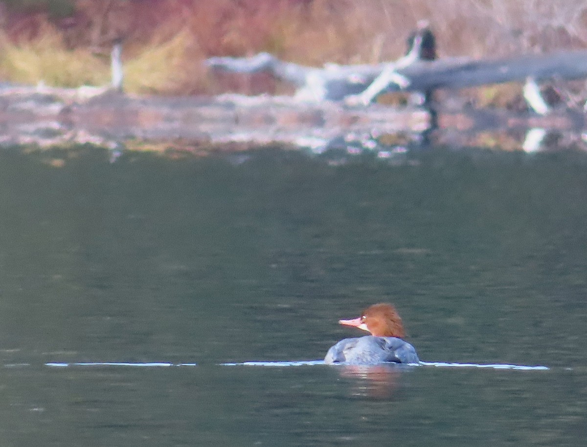 Common Merganser - ML645633665