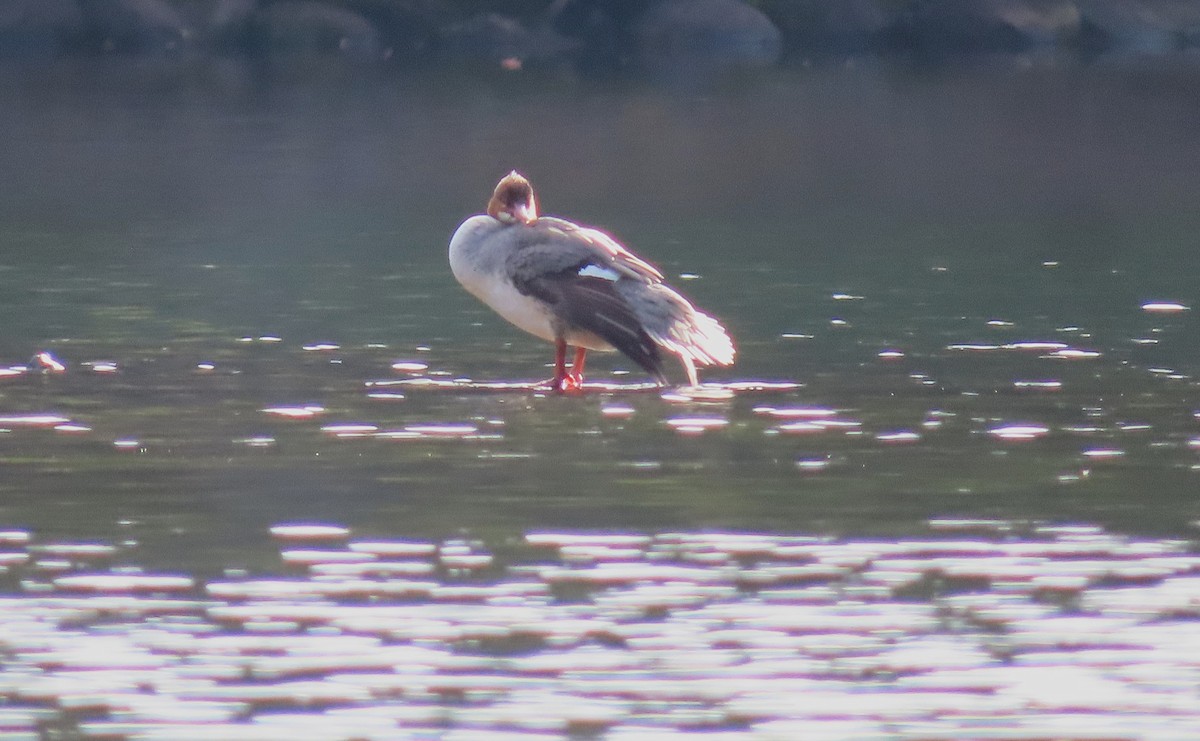 Common Merganser - ML645633666