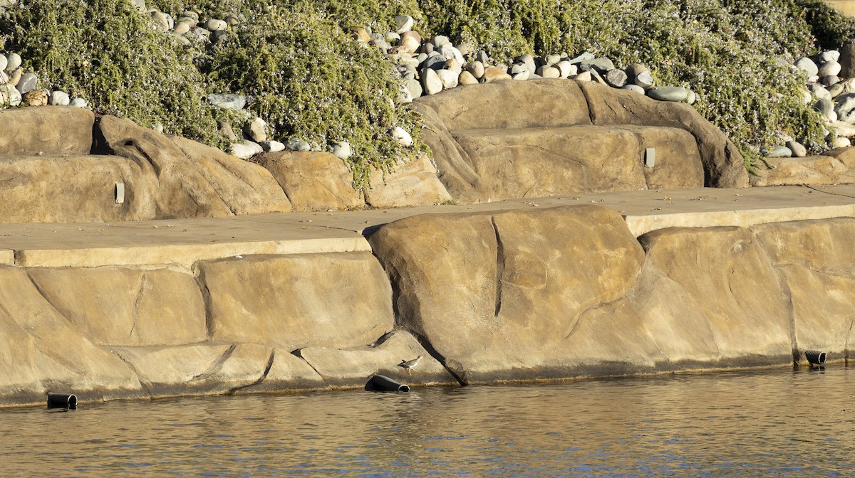 Spotted Sandpiper - ML645633668