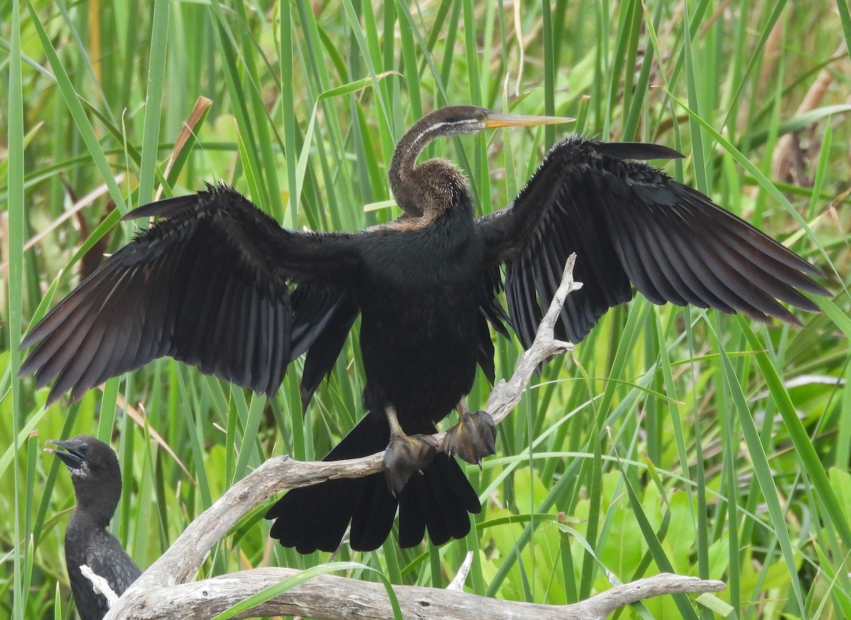 Oriental Darter - ML645633669