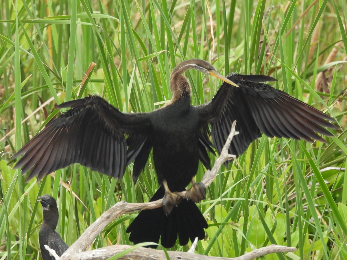 Oriental Darter - ML645633671