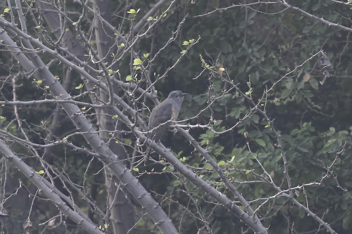 Plaintive Cuckoo - ML645633673