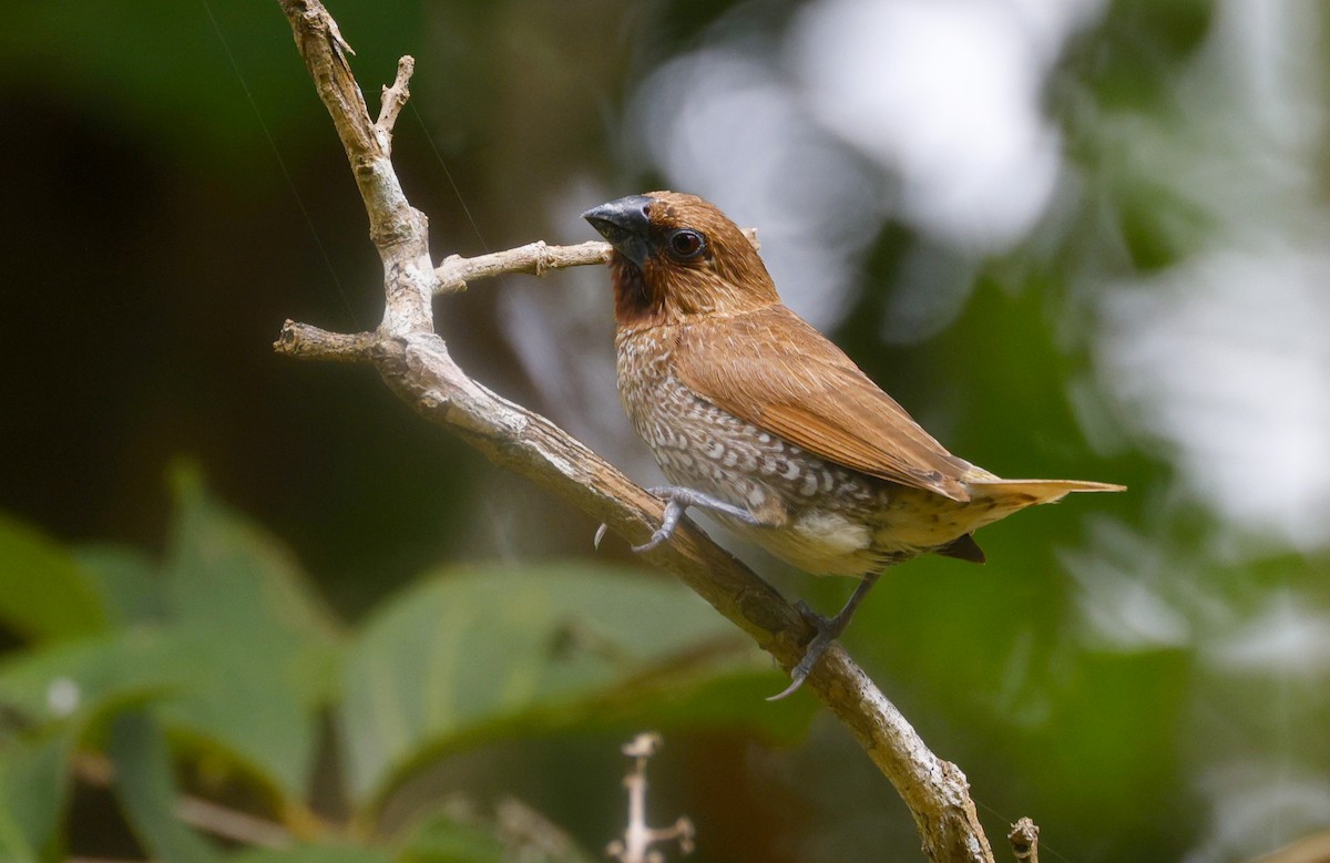 Scaly-breasted Munia - ML645633675