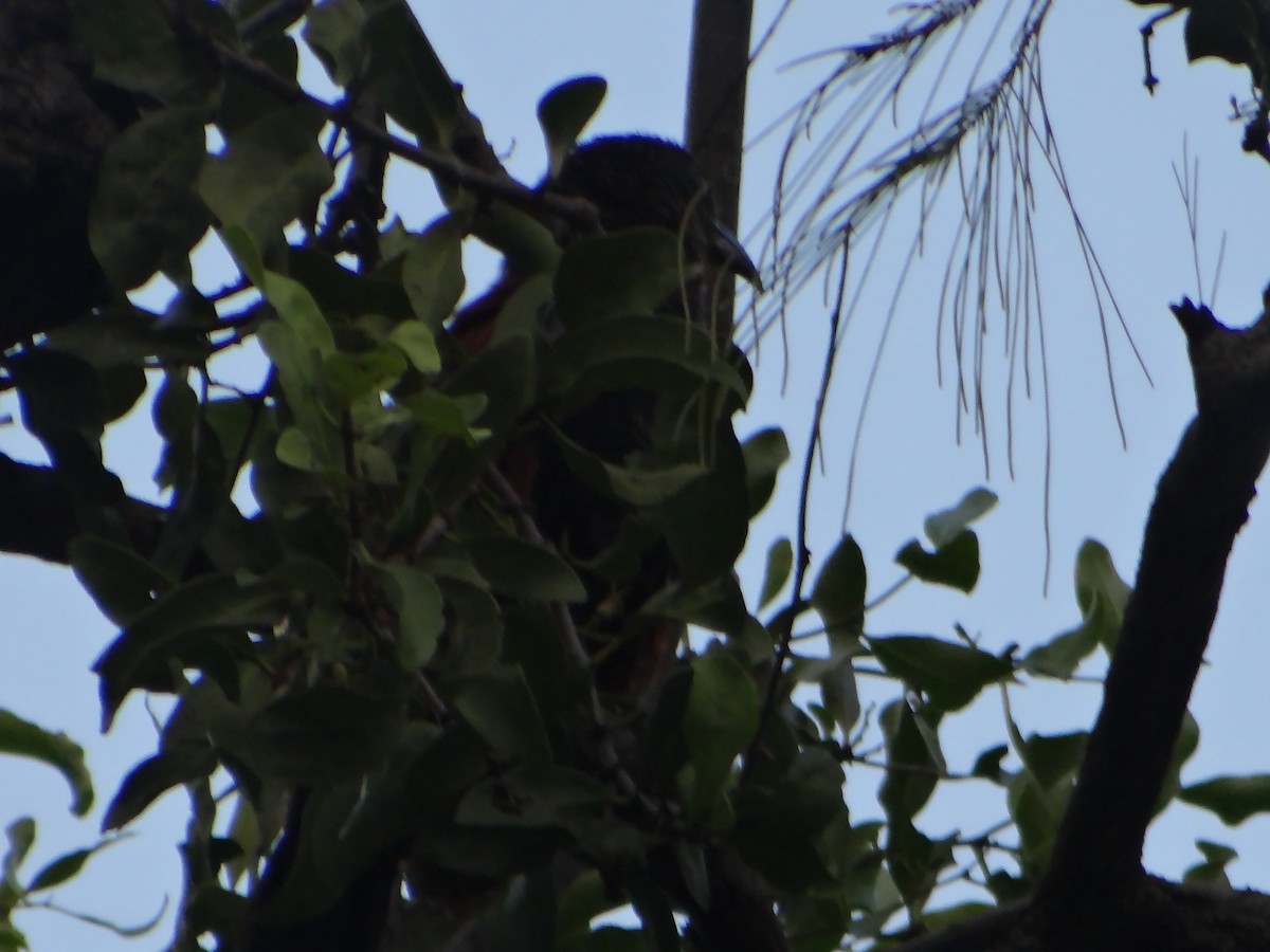 Pink-necked Green-Pigeon - ML645633676