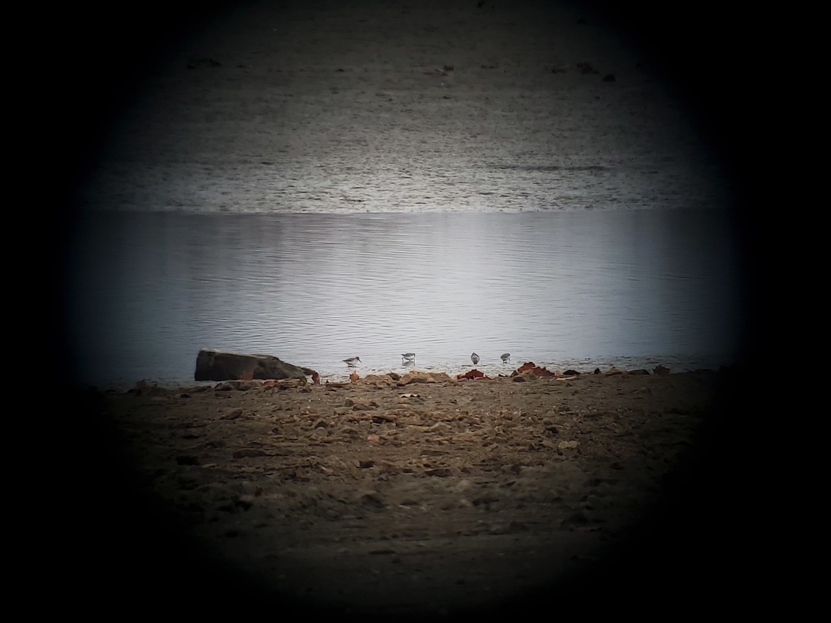 Dunlin - ML645633677