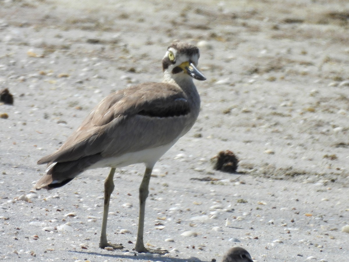Great Thick-knee - ML645633678