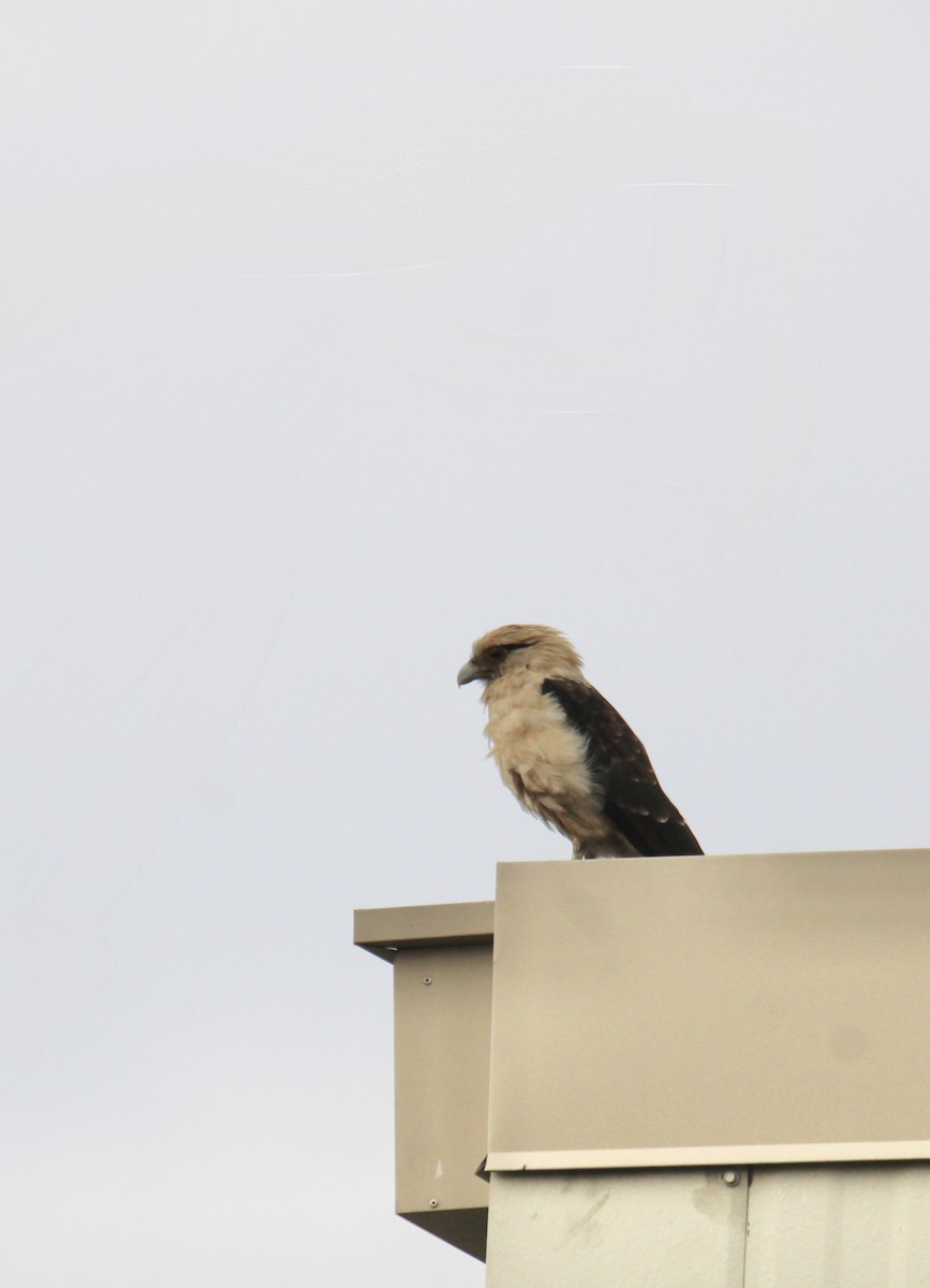 Yellow-headed Caracara - ML645633679