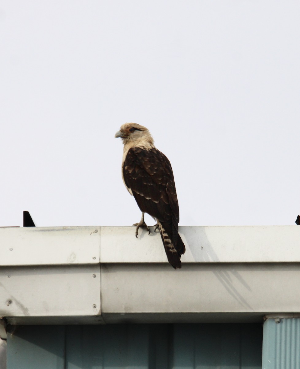Yellow-headed Caracara - ML645633680