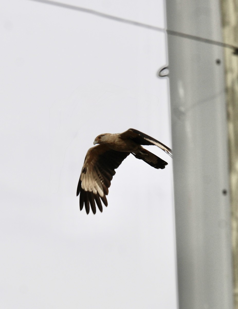 Yellow-headed Caracara - ML645633681