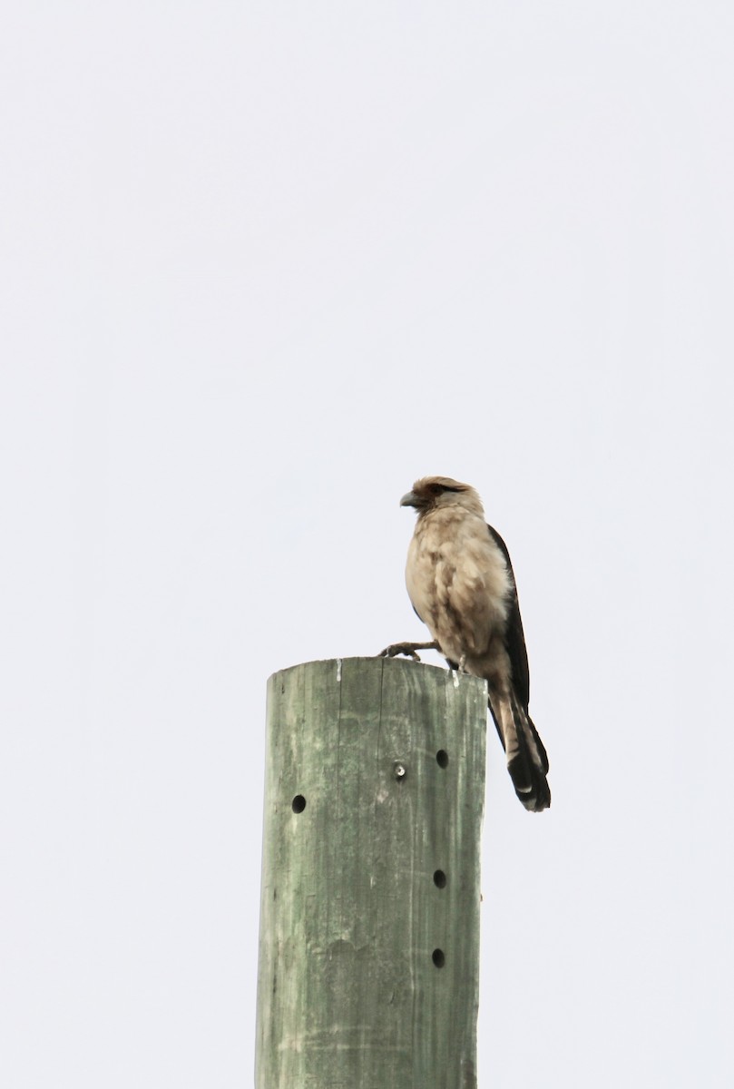 Yellow-headed Caracara - ML645633682