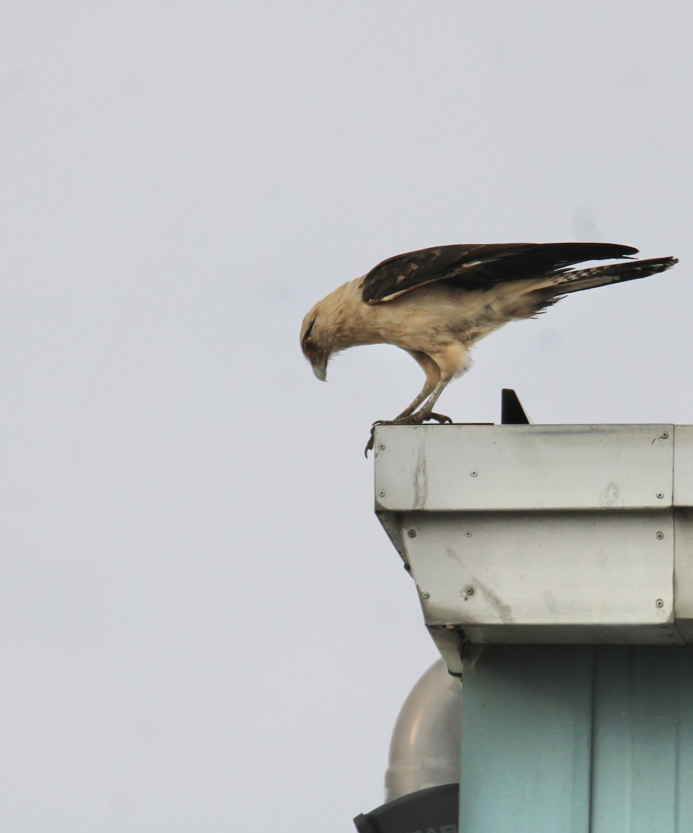 Yellow-headed Caracara - ML645633683