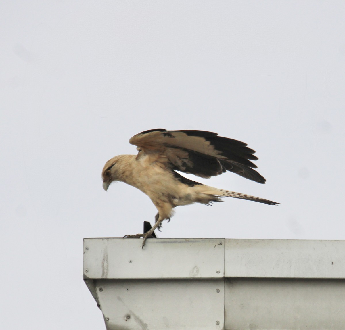 Yellow-headed Caracara - ML645633684