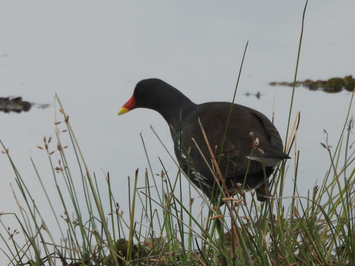 Eurasian Moorhen - ML645633685