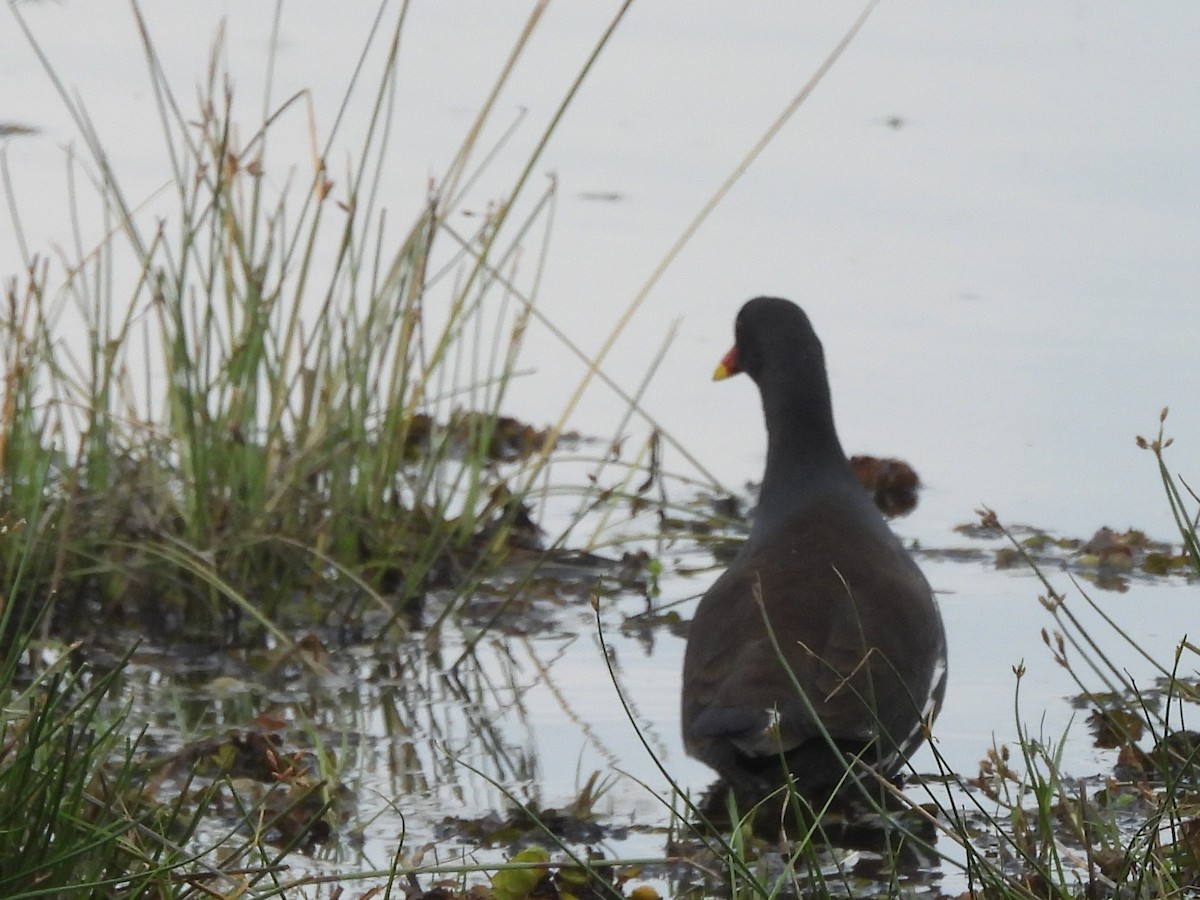 Eurasian Moorhen - ML645633686