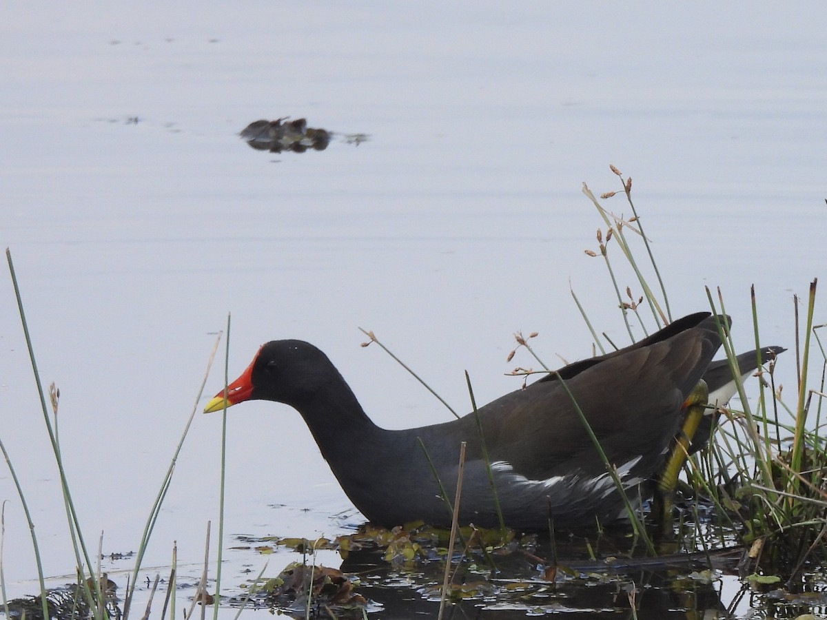 Eurasian Moorhen - ML645633687