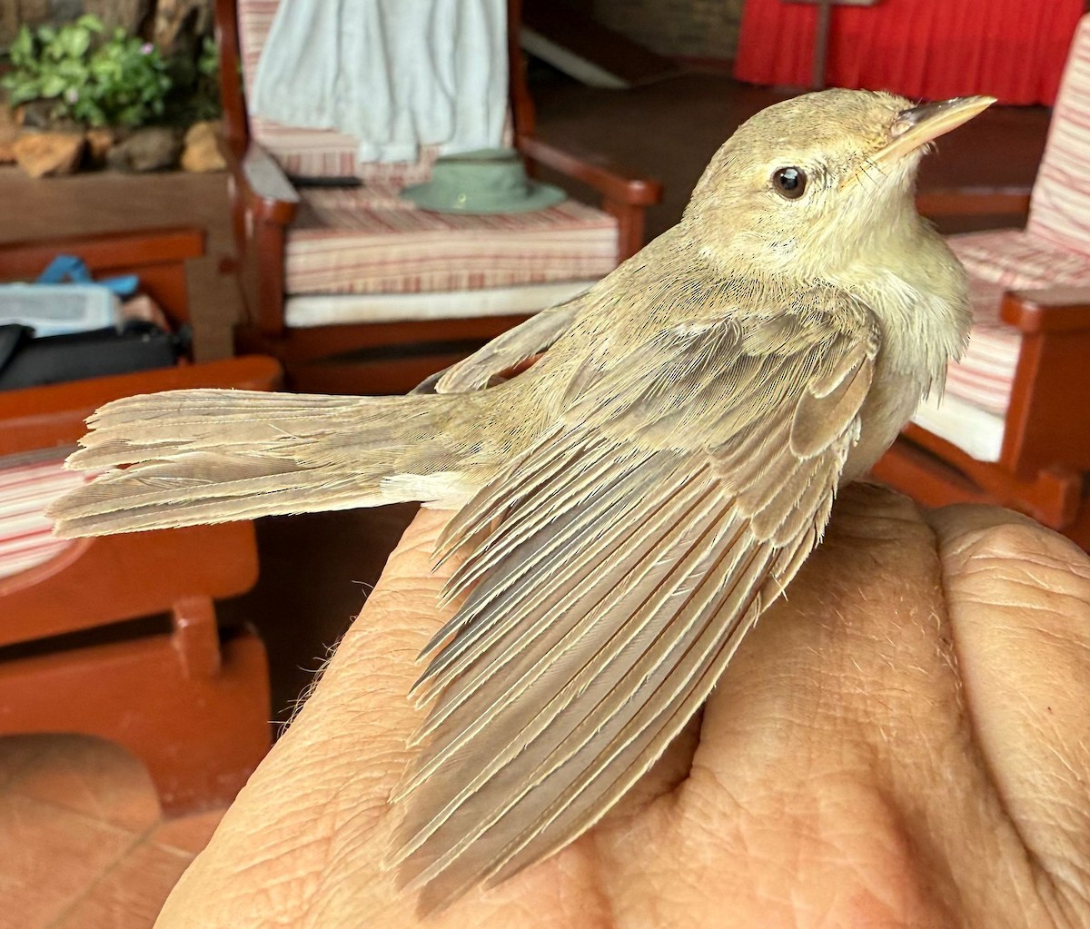 Eastern Olivaceous Warbler - ML645633688