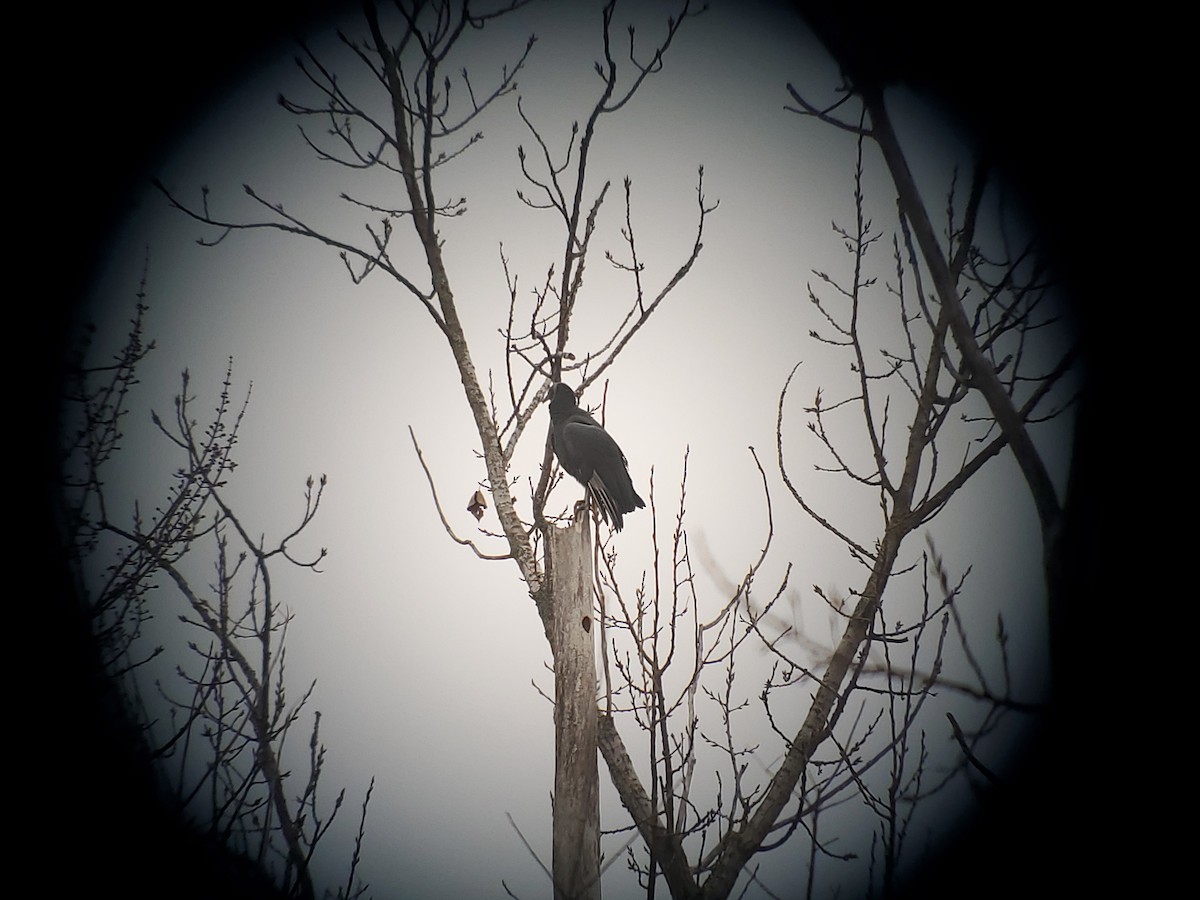 Black Vulture - ML645633689