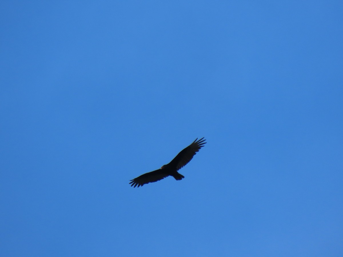 Turkey Vulture - ML645633709