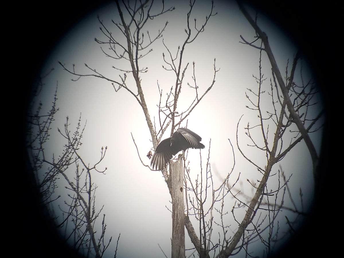 Black Vulture - ML645633710