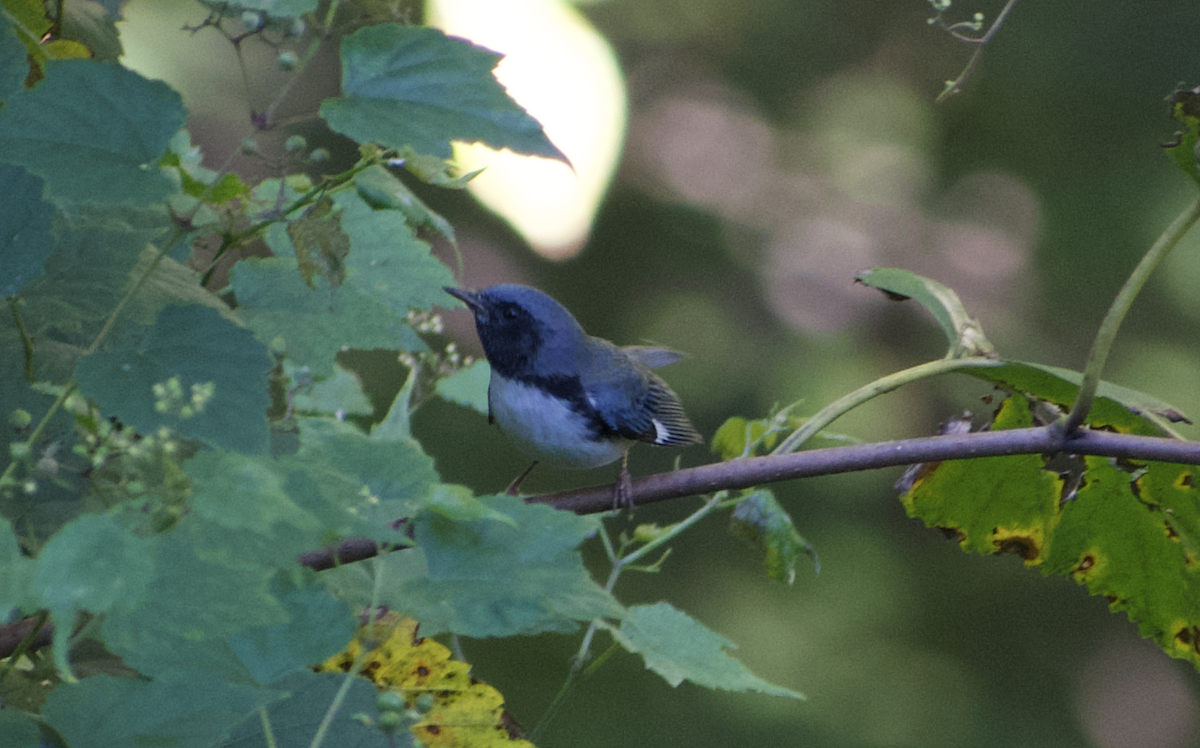 סבכון שחור-גרון - ML645633711