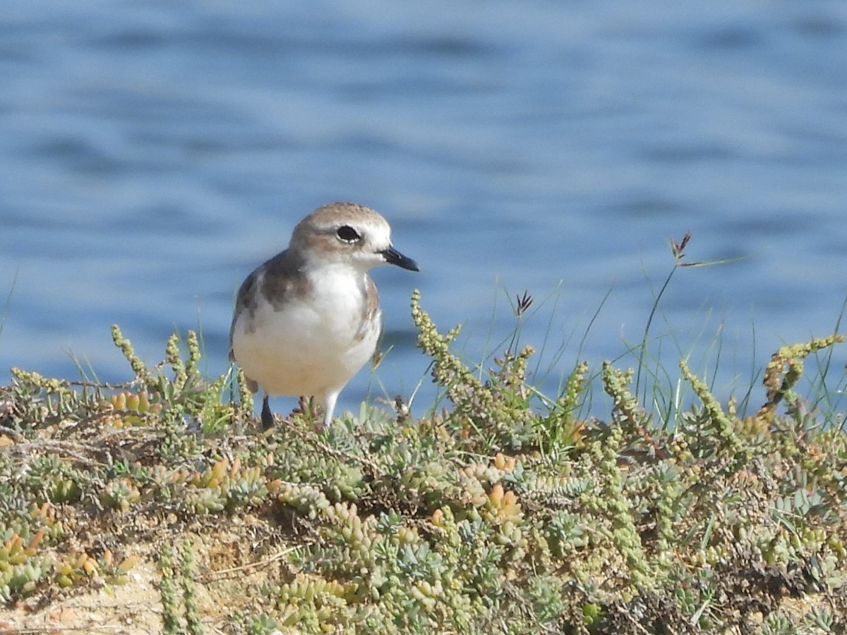 Tibetan Sand-Plover - ML645633712