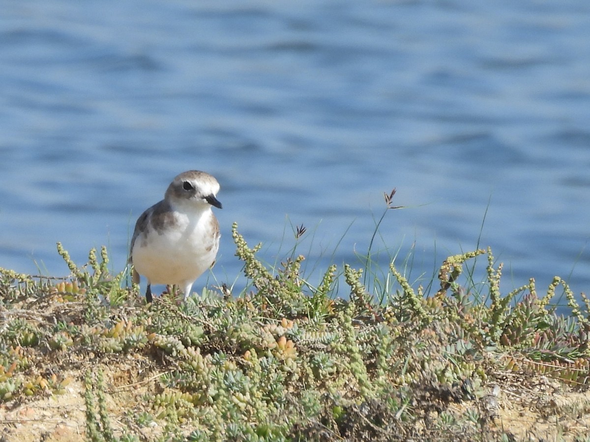 Tibetan Sand-Plover - ML645633713