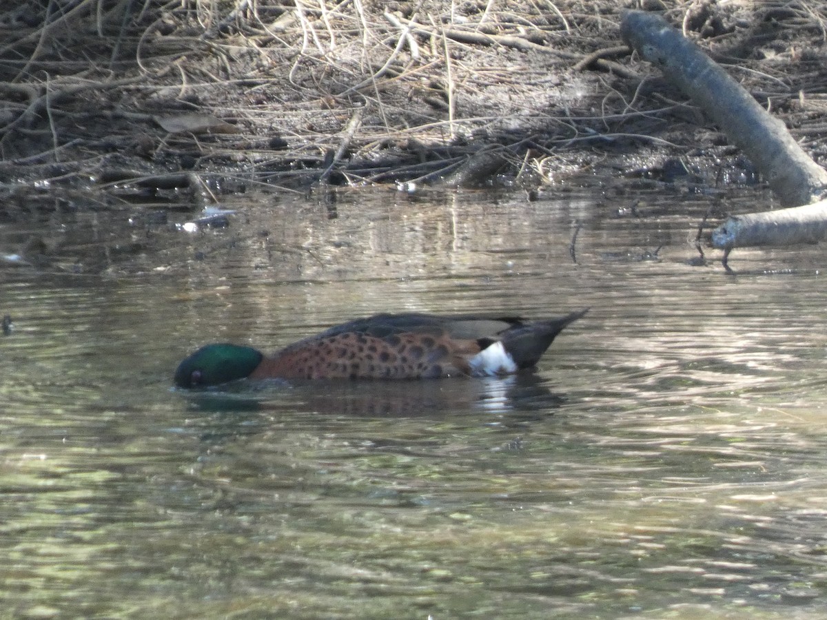 Chestnut Teal - ML645633717