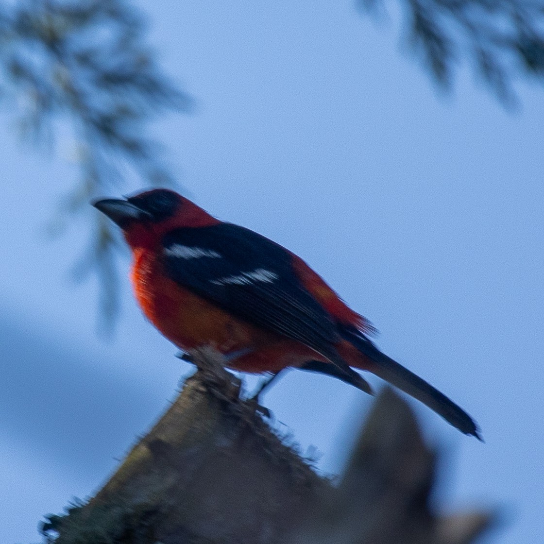 White-winged Tanager - ML645633718