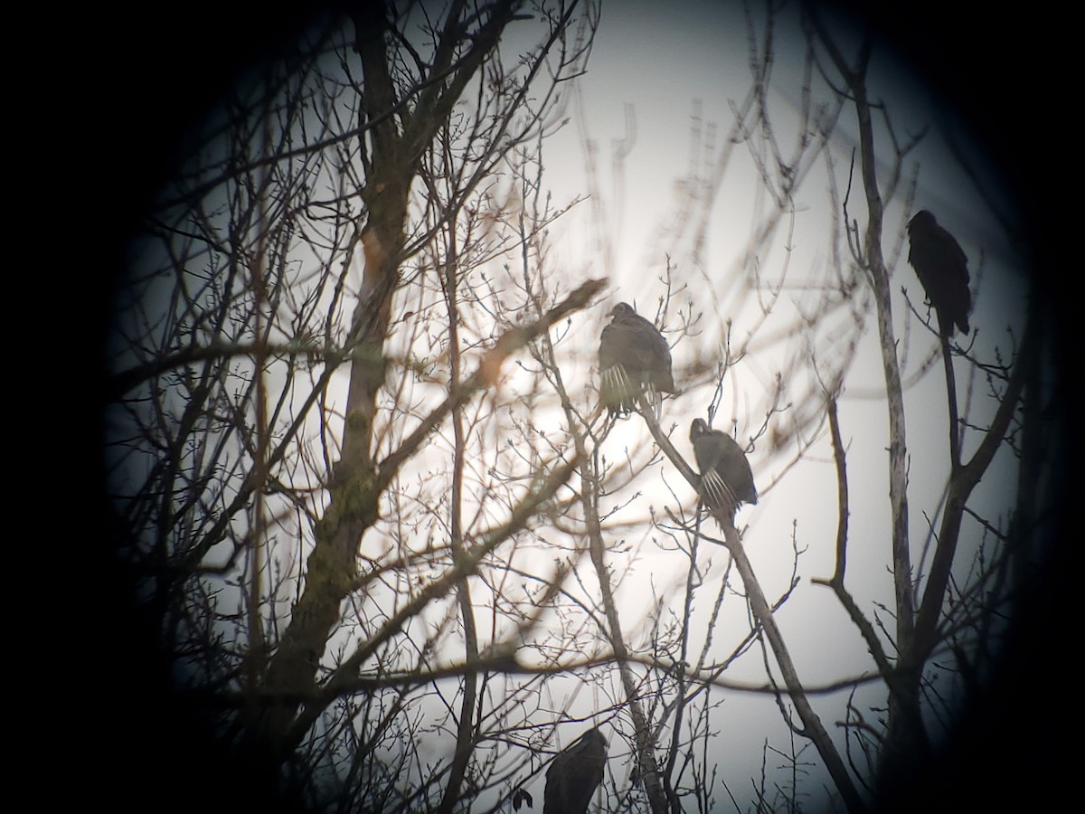Black Vulture - ML645633721