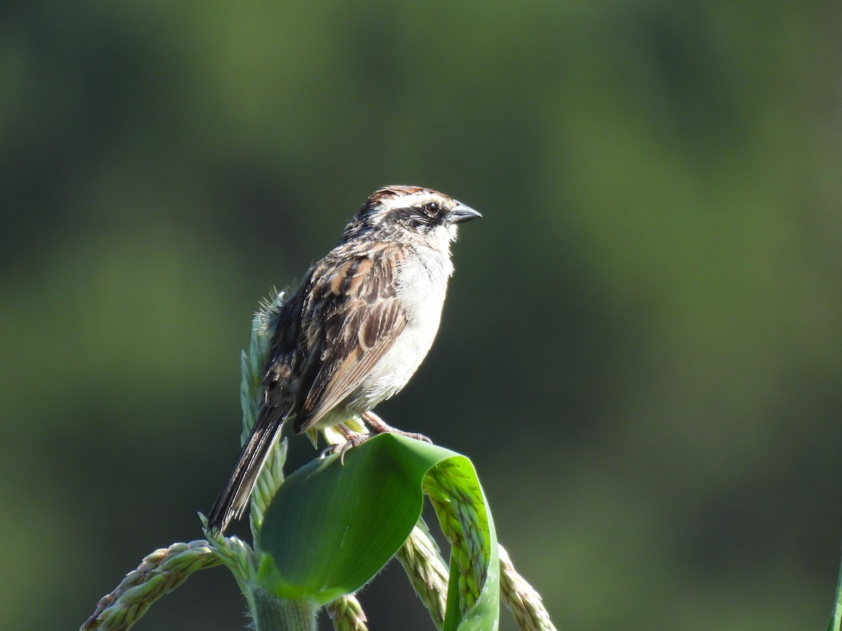 Striped Sparrow - ML645633722