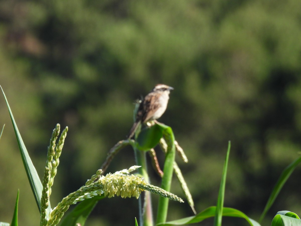 Striped Sparrow - ML645633723