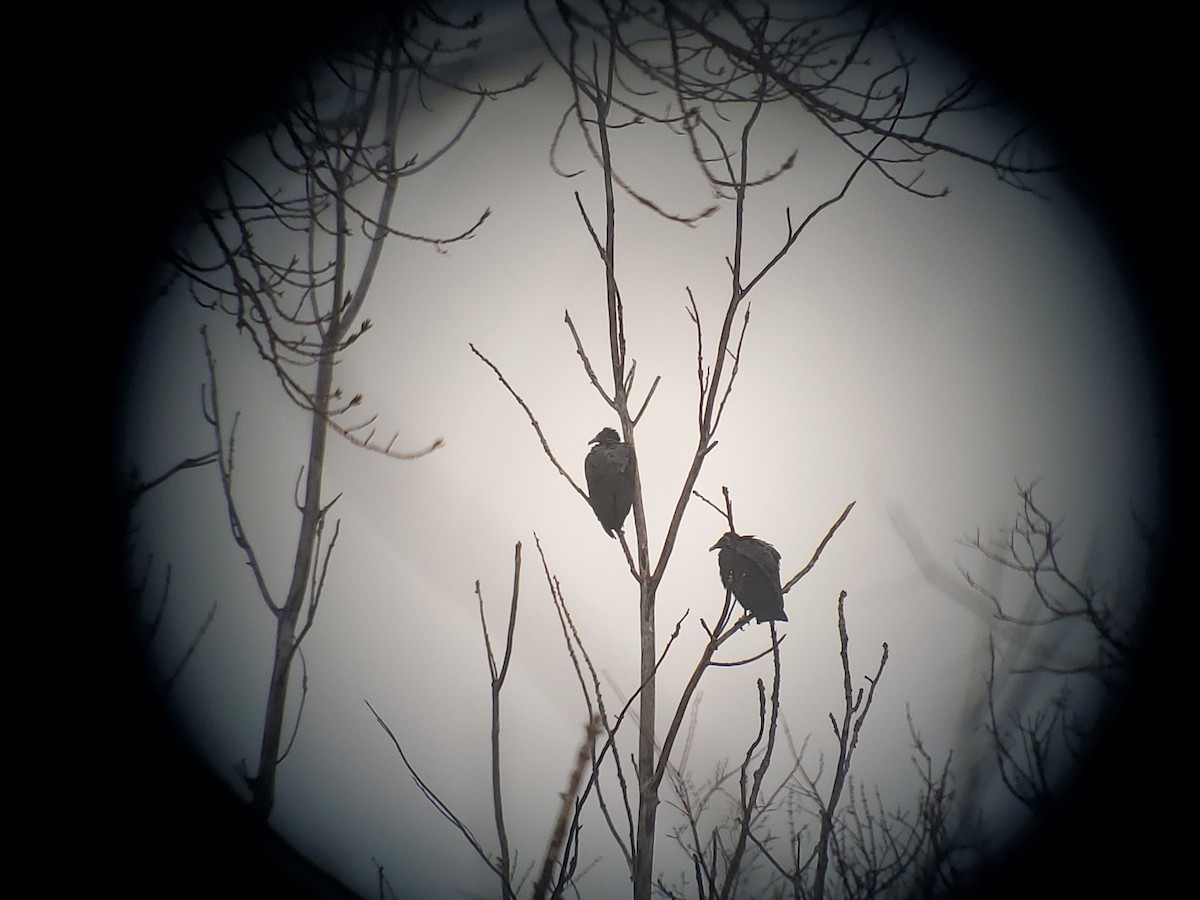 Black Vulture - ML645633724